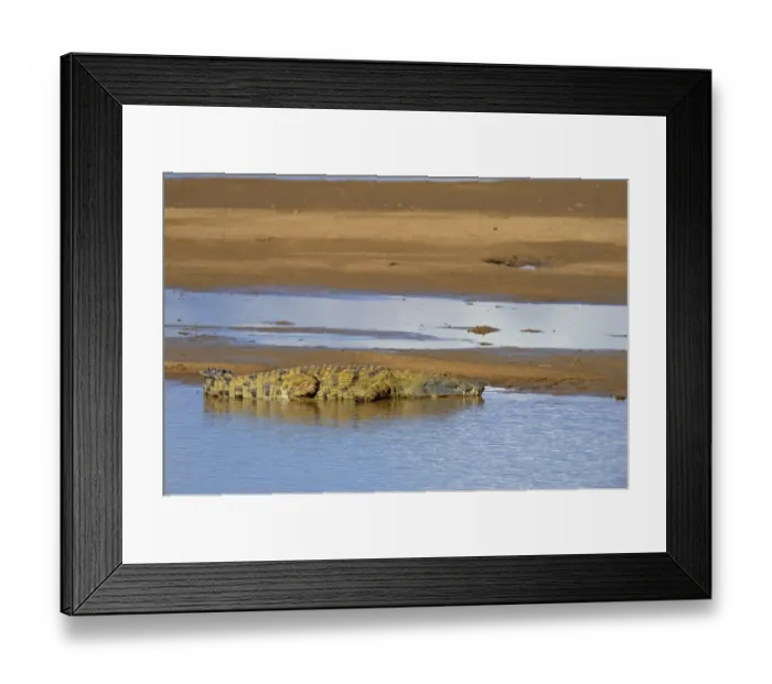 Framed Print : Nile Crocodile (Crocodylus niloticus) adult, resting on sandbank, River Luangwa, South Luangwa N. P. Zambia, June