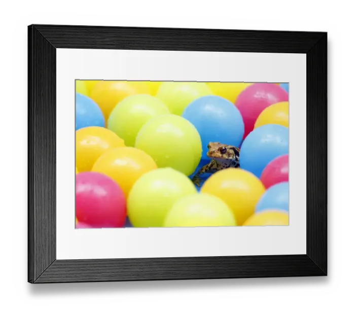 Framed Print : Common Toad (Bufo bufo) adult, sitting in childs paddling pool with coloured plastic balls, Sussex, England, July Framed Print : Common Toad (Bufo bufo) adult, sitting in childs paddling pool with coloured plastic balls, Sussex, England, July