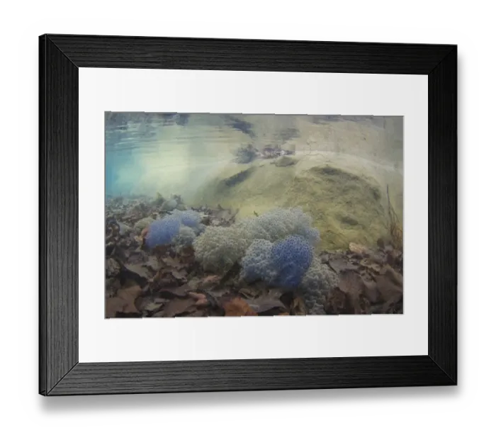 Framed Print : Common Frog (Rana temporaria) spawn, with clear water and submerged dead leaves in pond, in urban parkland Framed Print : Common Frog (Rana temporaria) spawn, with clear water and submerged dead leaves in pond, in urban parkland