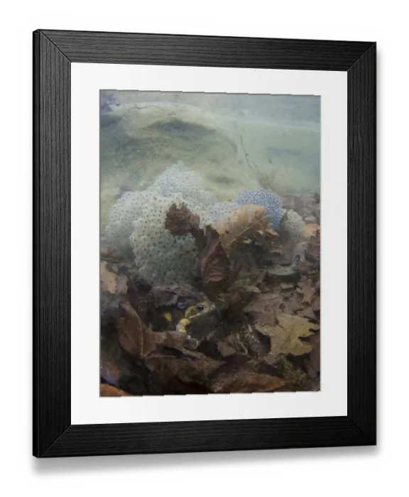 Framed Print : Common Frog (Rana temporaria) adult pair, in amplexus beside spawn, with clear water and submerged dead leaves in pond Framed Print : Common Frog (Rana temporaria) adult pair, in amplexus beside spawn, with clear water and submerged dead leaves in pond