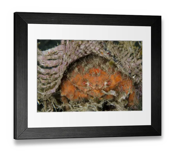 Framed Print : Redspot Sponge Crab (Lewindromia unidentata) adult, with straw mat for protection, Lembeh Straits, Sulawesi