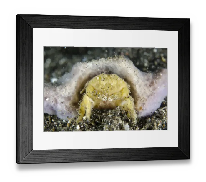 Framed Print : Grumpy Sponge Crab (Mclaydromia dubia) adult, with sponge for protection, Lembeh Straits, Sulawesi, Sunda Islands Framed Print : Grumpy Sponge Crab (Mclaydromia dubia) adult, with sponge for protection, Lembeh Straits, Sulawesi, Sunda Islands