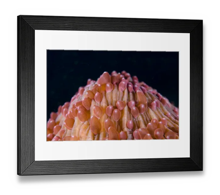 Framed Print : Red Disc Coral (Fungia sp. ) polyps, Lembeh Straits, Sulawesi, Sunda Islands, Indonesia, January Framed Print : Red Disc Coral (Fungia sp. ) polyps, Lembeh Straits, Sulawesi, Sunda Islands, Indonesia, January