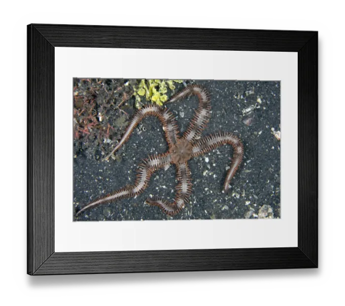 Framed Print : Prickly Brittlestar (Ophiocoma erinaceus) adult, on black sand, Lembeh Straits, Sulawesi, Sunda Islands, Indonesia Framed Print : Prickly Brittlestar (Ophiocoma erinaceus) adult, on black sand, Lembeh Straits, Sulawesi, Sunda Islands, Indonesia