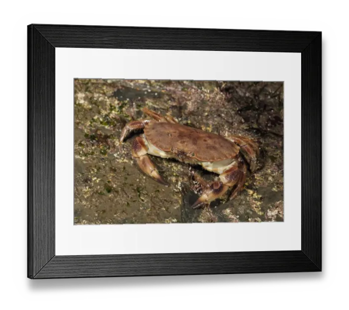 Framed Print : Edible Crab (Cancer pagurus) adult, on rocky shore, Kimmeridge, Isle of Purbeck, Dorset, England, March Framed Print : Edible Crab (Cancer pagurus) adult, on rocky shore, Kimmeridge, Isle of Purbeck, Dorset, England, March
