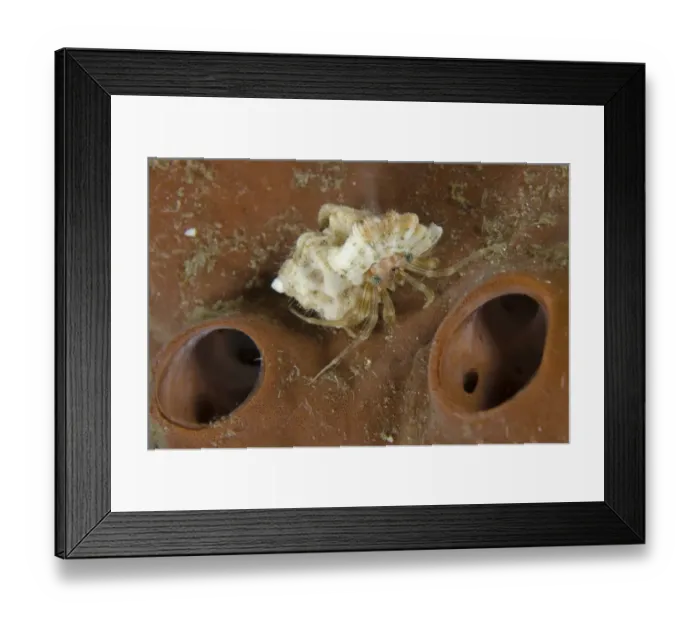 Framed Print : Tiny Hermit Crab (Pagurixus rubrovittatus) adult, resting on sponge, Lembeh Straits, Sulawesi, Sunda Islands Framed Print : Tiny Hermit Crab (Pagurixus rubrovittatus) adult, resting on sponge, Lembeh Straits, Sulawesi, Sunda Islands