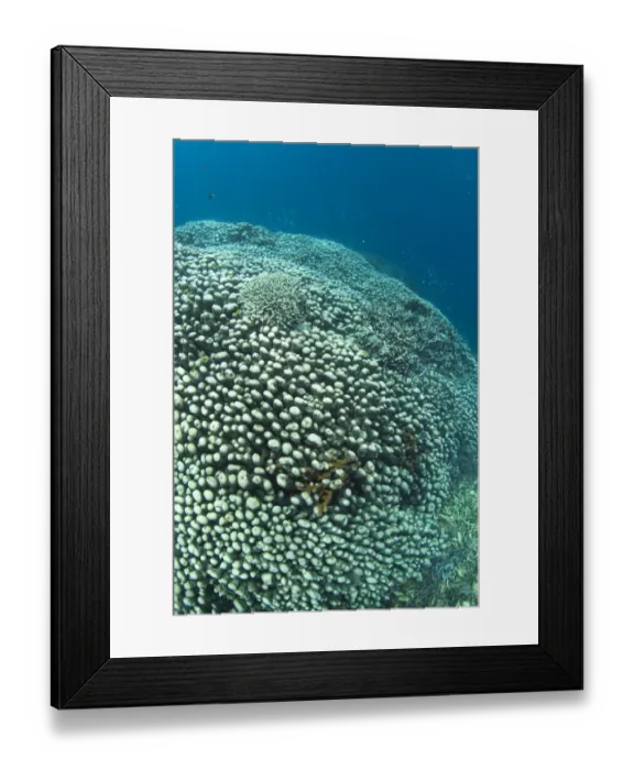 Framed Print : Potato Coral (Platygyra sinensis) colony, Pulau Putus, Lembeh Straits, Sulawesi, Sunda Islands, Indonesia, February