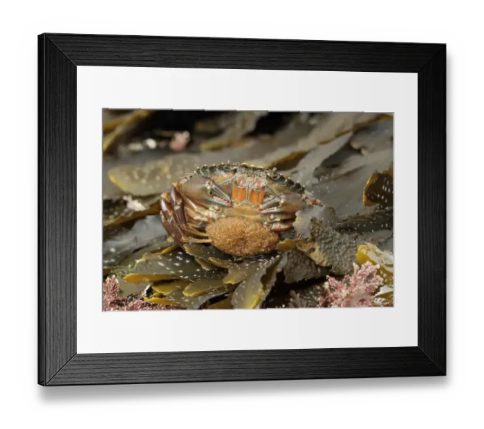 Framed Print : Shore Crab (Carcinus maenas) adult female, carrying eggs beneath abdomen, Kimmeridge, Isle of Purbeck, Dorset, England Framed Print : Shore Crab (Carcinus maenas) adult female, carrying eggs beneath abdomen, Kimmeridge, Isle of Purbeck, Dorset, England