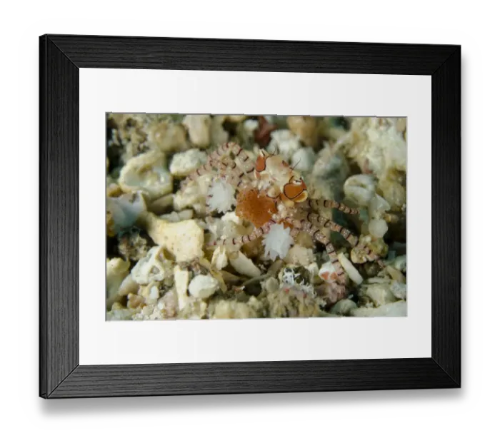 Framed Print : Pom-pom Crab (Lybia tesselata) adult female, with Anemones (Bunodeopsis  /  Triactis sp. ) on claws for protection