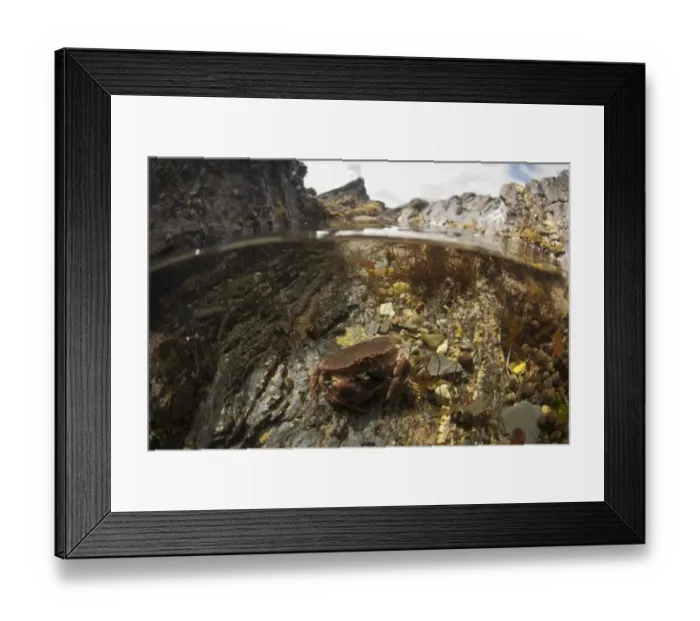 Framed Print : Edible Crab (Cancer pagurus) adult, underwater in rockpool habitat, Cornwall, England, April