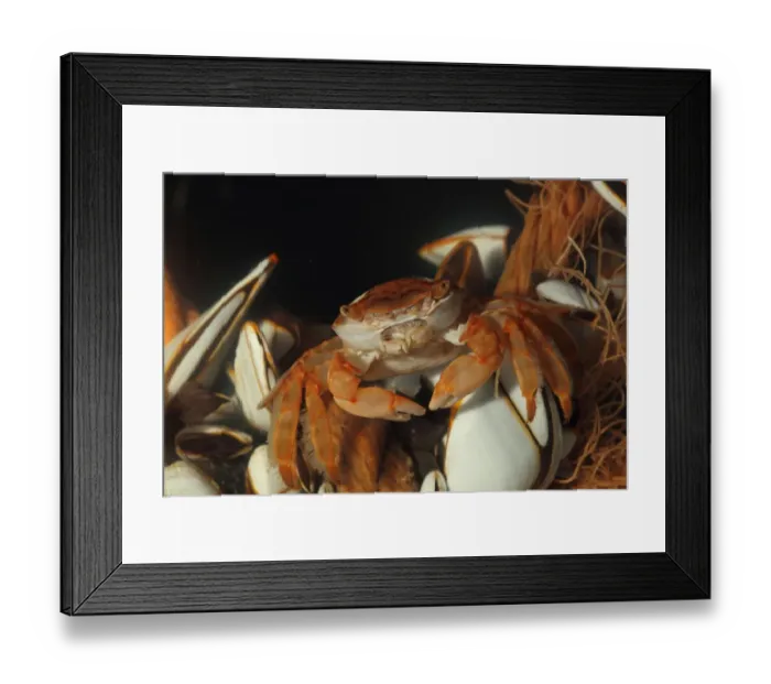 Framed Print : Columbus Crab (Planes minutus) adult, washed up on beach amongst clump of Goose Barnacles (Lepas sp. ), Chesil Beach Framed Print : Columbus Crab (Planes minutus) adult, washed up on beach amongst clump of Goose Barnacles (Lepas sp. ), Chesil Beach