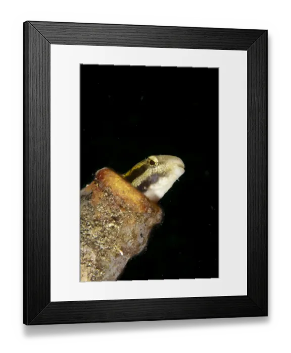 Framed Print : Shorthead Sabretooth Blenny (Petroscirtes breviceps) adult, sheltering in bottle, Lembeh Straits, Sulawesi