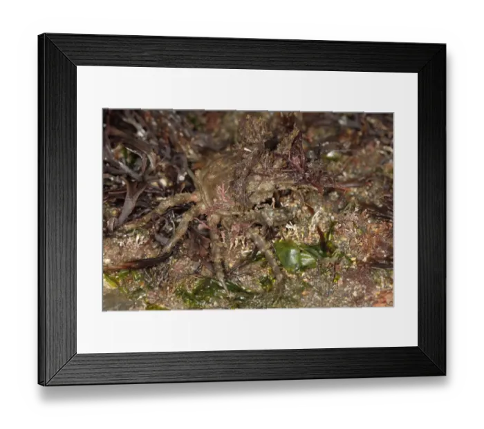 Framed Print : Four-horned Spider Crab (Pisa tetraodon) adult, Kimmeridge, Isle of Purbeck, Dorset, England, March Framed Print : Four-horned Spider Crab (Pisa tetraodon) adult, Kimmeridge, Isle of Purbeck, Dorset, England, March