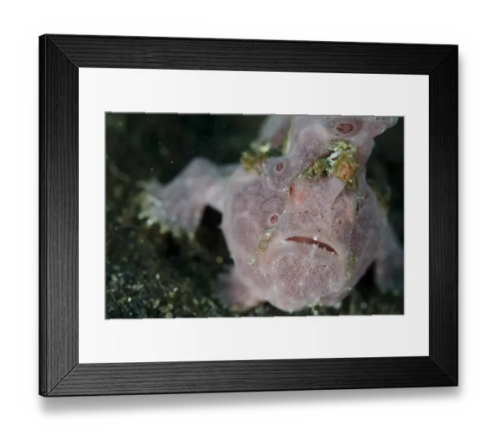 Framed Print : Painted Frogfish (Antennarius pictus) adult, resting on black sand, Lembeh Straits, Sulawesi, Sunda Islands, Indonesia Framed Print : Painted Frogfish (Antennarius pictus) adult, resting on black sand, Lembeh Straits, Sulawesi, Sunda Islands, Indonesia