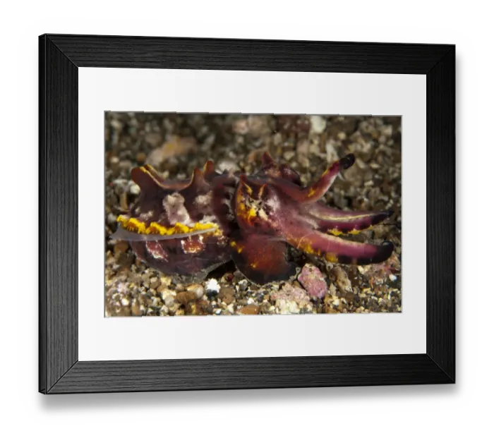 Framed Print : Pfeffers Flamboyant Cuttlefish (Metasepia pfefferi) adult, resting on black sand, Lembeh Straits, Sulawesi Framed Print : Pfeffers Flamboyant Cuttlefish (Metasepia pfefferi) adult, resting on black sand, Lembeh Straits, Sulawesi