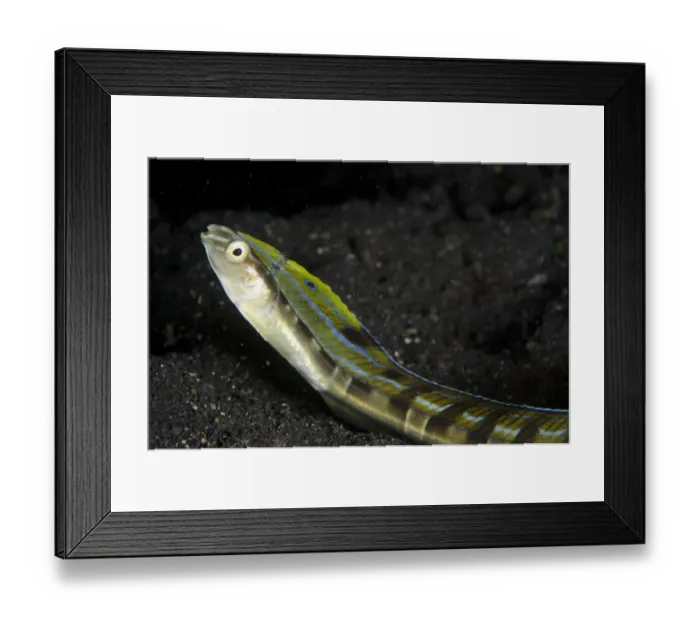 Framed Print : Hairtail Snakeblenny (Xiphasia setifer) adult, resting on black sand, Lembeh Straits, Sulawesi, Sunda Islands