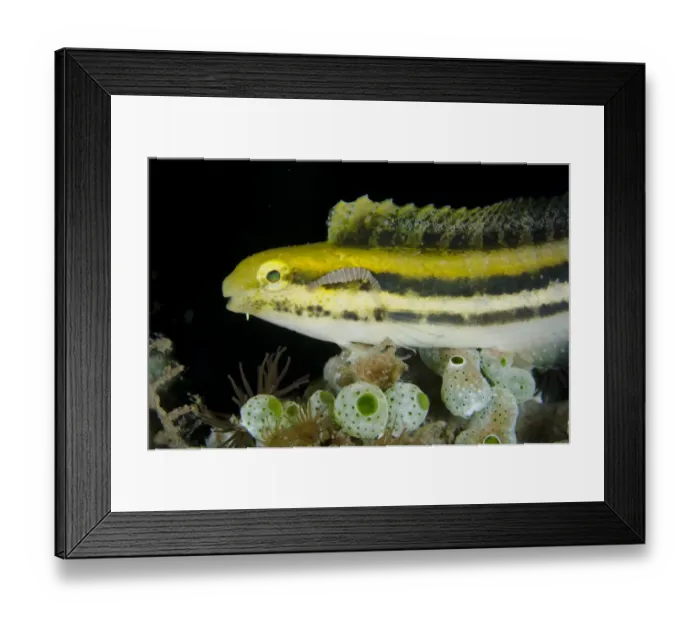 Framed Print : Shorthead Sabretooth Blenny (Petroscirtes breviceps) adult, with parasite attached to head, Lembeh Straits, Sulawesi