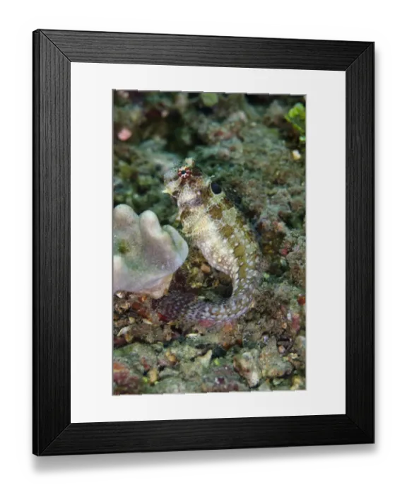 Framed Print : Triplespot Blenny (Crossosalarias macrospilus) adult, Lembeh Straits, Sulawesi, Sunda Islands, Indonesia, January Framed Print : Triplespot Blenny (Crossosalarias macrospilus) adult, Lembeh Straits, Sulawesi, Sunda Islands, Indonesia, January