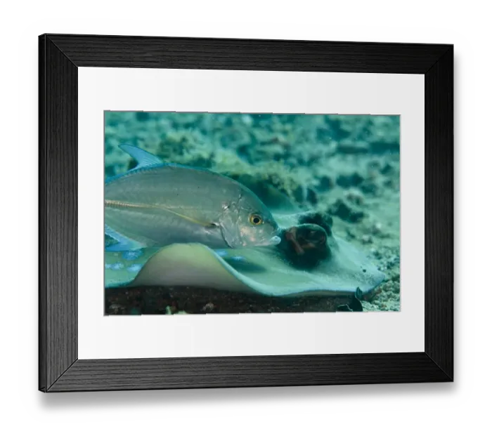 Framed Print : Brassy Trevally (Caranx papuensis) adult, with Blue-spotted Ribbontail Ray (Taeniura lymma) adult Framed Print : Brassy Trevally (Caranx papuensis) adult, with Blue-spotted Ribbontail Ray (Taeniura lymma) adult