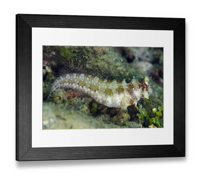 Framed Print : Triplespot Blenny (Crossosalarias macrospilus) adult, Lembeh Straits, Sulawesi, Sunda Islands, Indonesia, January Framed Print : Triplespot Blenny (Crossosalarias macrospilus) adult, Lembeh Straits, Sulawesi, Sunda Islands, Indonesia, January