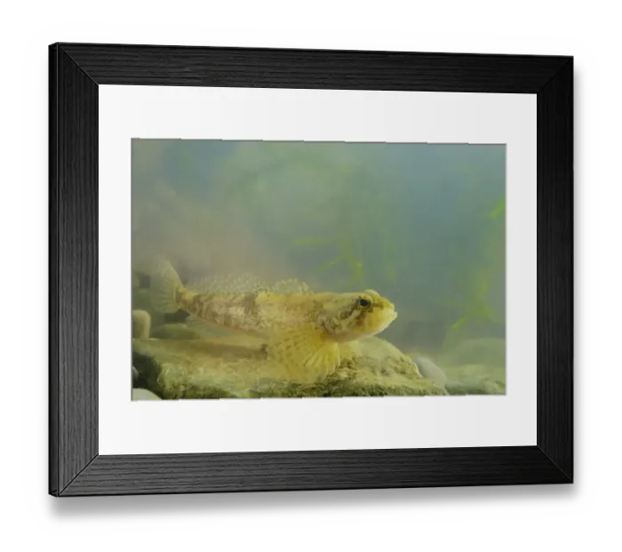 Framed Print : Barje Sculpin (Cottus metae) adult, swimming over rock, Slovenia, August