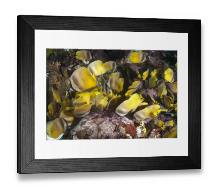 Framed Print : Kleins Butterflyfish (Chaetodon kleinii) adults, shoal feeding on Indo-Pacific Sergeant Major (Abudefduf vaigiensis) Framed Print : Kleins Butterflyfish (Chaetodon kleinii) adults, shoal feeding on Indo-Pacific Sergeant Major (Abudefduf vaigiensis)