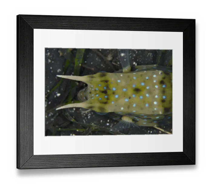 Framed Print : Long-horned Cowfish (Lactoria cornuta) adult, close-up of head from above, Lembeh Straits, Sulawesi, Sunda Islands Framed Print : Long-horned Cowfish (Lactoria cornuta) adult, close-up of head from above, Lembeh Straits, Sulawesi, Sunda Islands