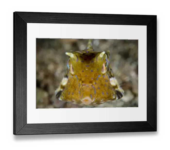 Framed Print : Thornback Cowfish (Lactoria fornasini) adult, swimming head-on, Lembeh Straits, Sulawesi, Sunda Islands, Indonesia