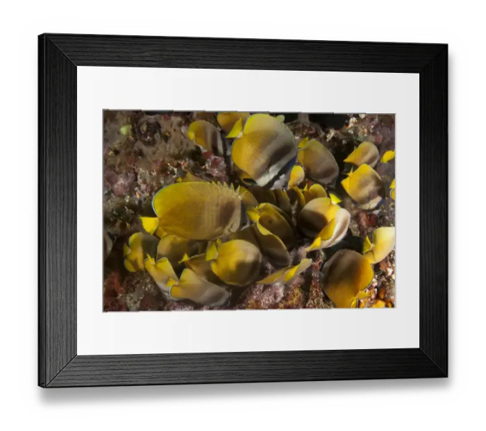 Framed Print : Kleins Butterflyfish (Chaetodon kleinii) adults, shoal feeding on Indo-Pacific Sergeant Major (Abudefduf vaigiensis) Framed Print : Kleins Butterflyfish (Chaetodon kleinii) adults, shoal feeding on Indo-Pacific Sergeant Major (Abudefduf vaigiensis)