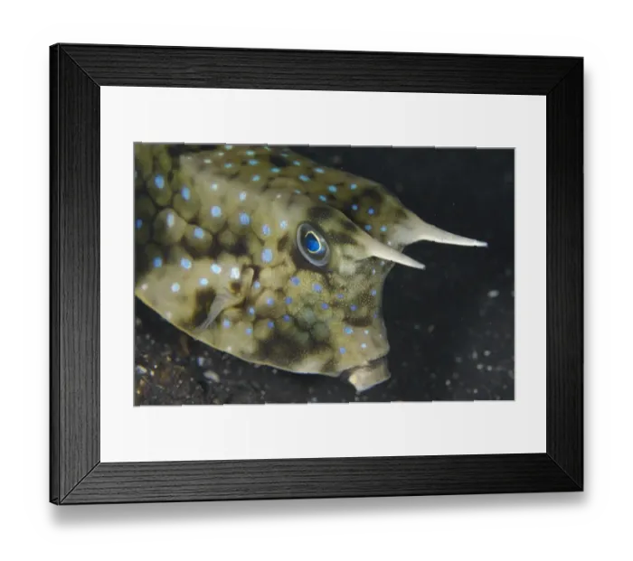 Framed Print : Long-horned Cowfish (Lactoria cornuta) adult, close-up of head, Lembeh Straits, Sulawesi, Sunda Islands, Indonesia Framed Print : Long-horned Cowfish (Lactoria cornuta) adult, close-up of head, Lembeh Straits, Sulawesi, Sunda Islands, Indonesia