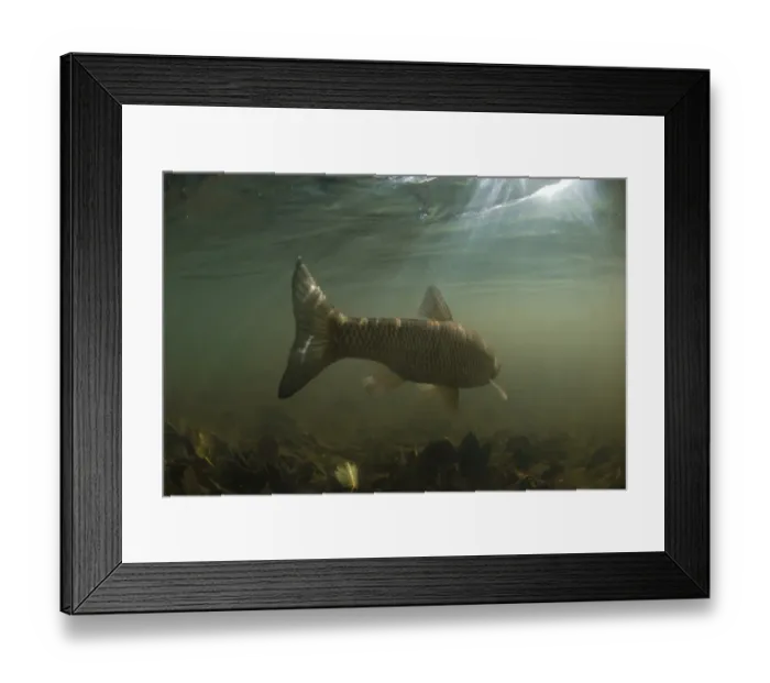 Framed Print : European Chub (Squalius cephalus) adult, swimming away in river, River Witham, Lincolnshire, England, October Framed Print : European Chub (Squalius cephalus) adult, swimming away in river, River Witham, Lincolnshire, England, October