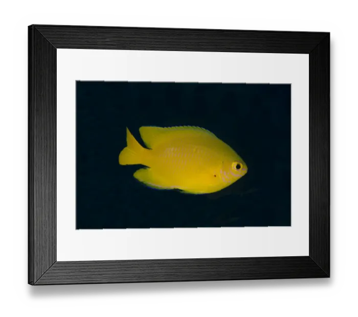 Framed Print : Lemon Damsel (Pomacentrus moluccensis) adult, swimming, Lembeh Straits, Sulawesi, Sunda Islands, Indonesia, January
