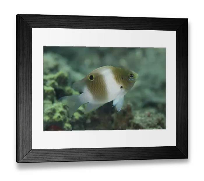 Framed Print : Honey-head Damsel (Dischistodus prosopotaenia) juvenile, swimming, Lembeh Straits, Sulawesi, Sunda Islands, Indonesia