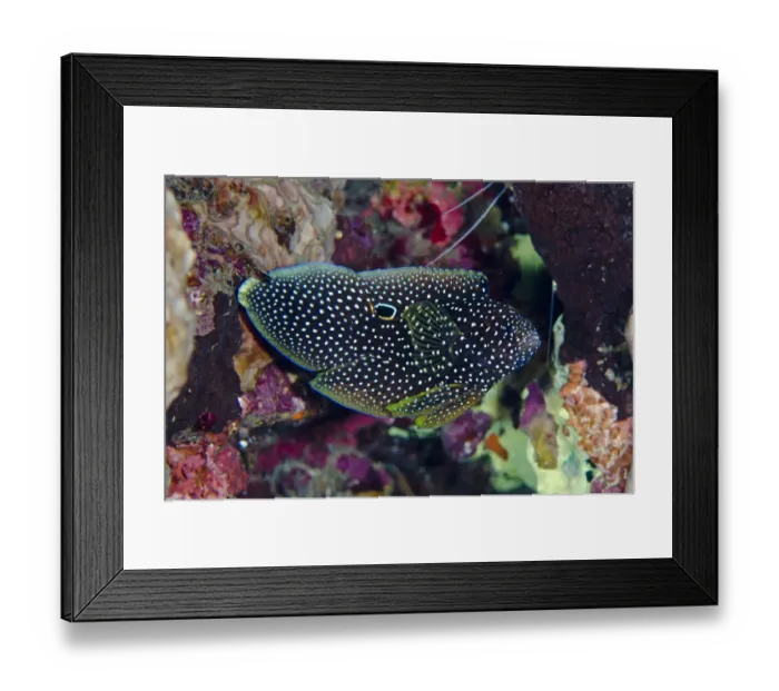 Framed Print : Comet (Calloplesiops altivelis) adult, with false-eye spot, Lembeh Straits, Sulawesi, Sunda Islands, Indonesia, January