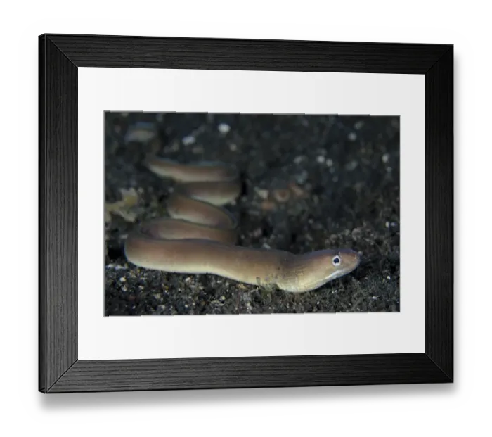 Framed Print : White-margined Moray (Gymnothorax albimarginatus) adult, free-swimming on black sand at night, Lembeh Straits Framed Print : White-margined Moray (Gymnothorax albimarginatus) adult, free-swimming on black sand at night, Lembeh Straits