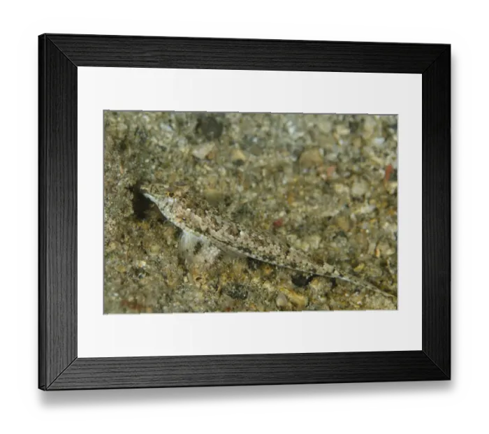 Framed Print : Delicate Dragonet (Callionymus delicatulus) adult, resting on sand, Lembeh Straits, Sulawesi, Sunda Islands, Indonesia Framed Print : Delicate Dragonet (Callionymus delicatulus) adult, resting on sand, Lembeh Straits, Sulawesi, Sunda Islands, Indonesia