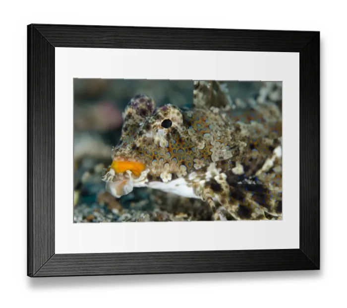 Framed Print : Kuiters Dragonet (Dactylopus kuiteri) adult, close-up of head, Lembeh Straits, Sulawesi, Sunda Islands, Indonesia