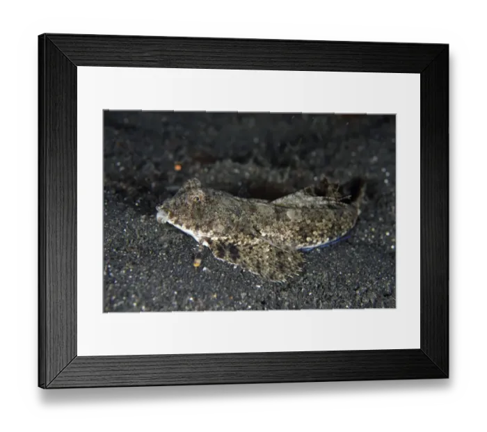 Framed Print : Fingered Dragonet (Dactylopus dactylopus) adult, resting on black sand, Lembeh Straits, Sulawesi, Sunda Islands Framed Print : Fingered Dragonet (Dactylopus dactylopus) adult, resting on black sand, Lembeh Straits, Sulawesi, Sunda Islands