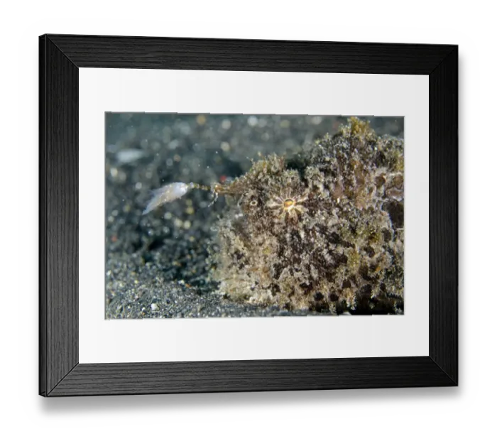 Framed Print : Striped Frogfish (Antennarius striatus) adult, close-up of head, using lure to attract prey, Lembeh Straits, Sulawesi Framed Print : Striped Frogfish (Antennarius striatus) adult, close-up of head, using lure to attract prey, Lembeh Straits, Sulawesi