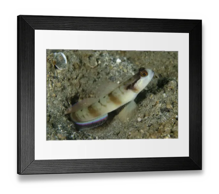 Framed Print : Masked Shrimpgoby (Amblyeleotris gymnocephala) adult, at burrow entrance, Lembeh Straits, Sulawesi, Sunda Islands Framed Print : Masked Shrimpgoby (Amblyeleotris gymnocephala) adult, at burrow entrance, Lembeh Straits, Sulawesi, Sunda Islands
