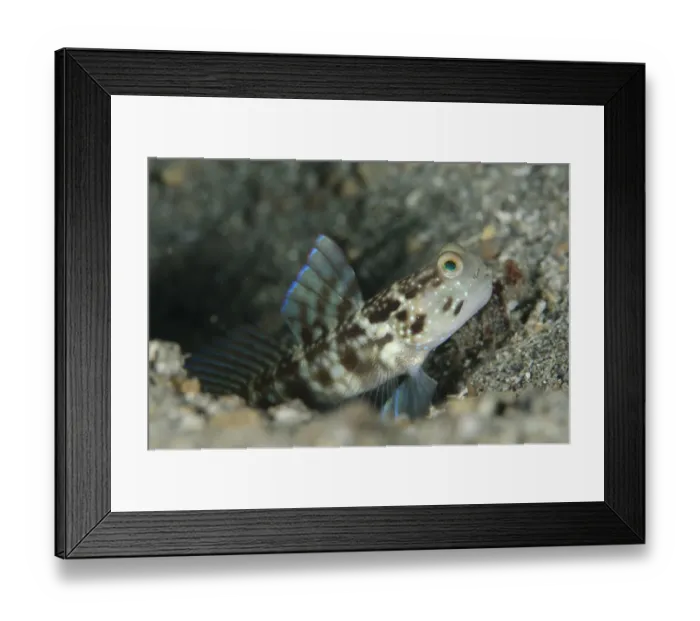 Framed Print : Ventral-barred Shrimpgoby (Cryptocentrus sericus) adult, at burrow entrance, Lembeh Straits, Sulawesi, Sunda Islands Framed Print : Ventral-barred Shrimpgoby (Cryptocentrus sericus) adult, at burrow entrance, Lembeh Straits, Sulawesi, Sunda Islands