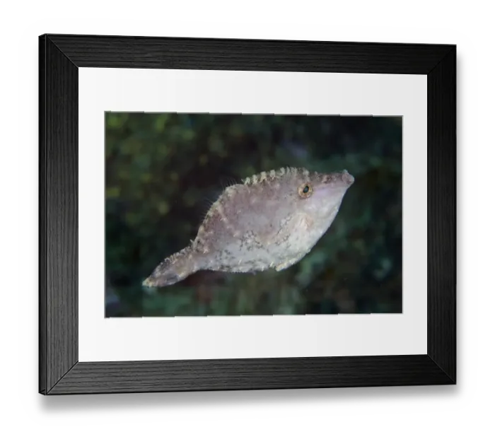 Framed Print : Seagrass Filefish (Acreichthys tomentosus) adult, swimming, Lembeh Straits, Sulawesi, Sunda Islands, Indonesia, January Framed Print : Seagrass Filefish (Acreichthys tomentosus) adult, swimming, Lembeh Straits, Sulawesi, Sunda Islands, Indonesia, January