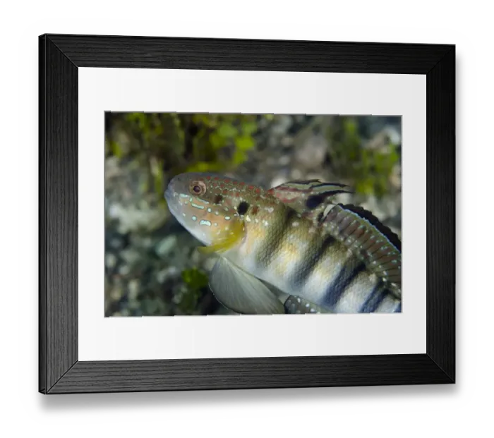 Framed Print : Banded Goby (Amblygobius phalaena) adult, Lembeh Straits, Sulawesi, Sunda Islands, Indonesia, January Framed Print : Banded Goby (Amblygobius phalaena) adult, Lembeh Straits, Sulawesi, Sunda Islands, Indonesia, January