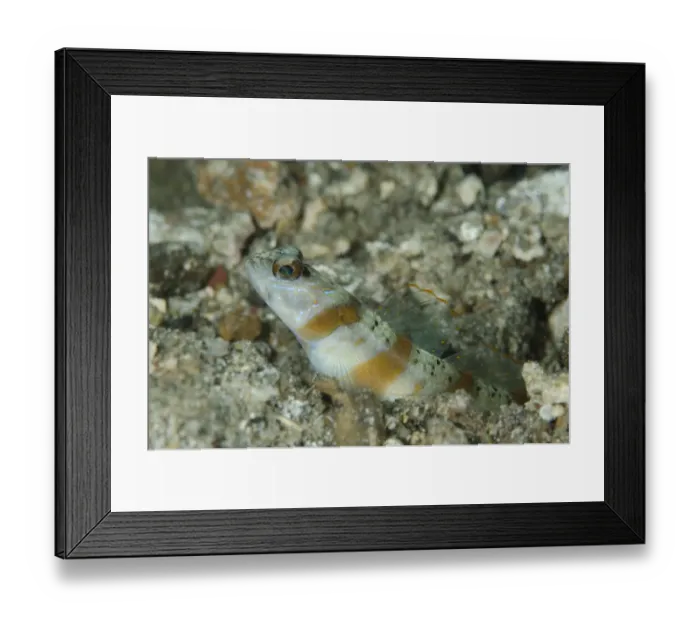 Framed Print : Arcfin Shrimpgoby (Amblyeleotris arcupinna) adult, at burrow entrance, Lembeh Straits, Sulawesi, Sunda Islands