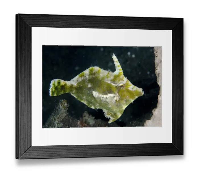 Framed Print : Seagrass Filefish (Acreichthys tomentosus) adult, swimming, Lembeh Straits, Sulawesi, Sunda Islands, Indonesia, January Framed Print : Seagrass Filefish (Acreichthys tomentosus) adult, swimming, Lembeh Straits, Sulawesi, Sunda Islands, Indonesia, January