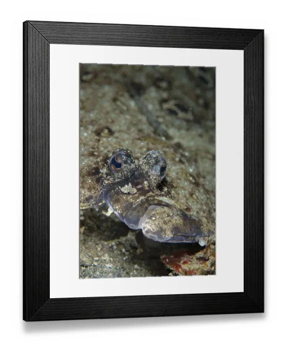 Framed Print : Ocellated Flounder (Pseudorhombus dupliciocellatus) adult, close-up of head, Lembeh Straits, Sulawesi, Sunda Islands Framed Print : Ocellated Flounder (Pseudorhombus dupliciocellatus) adult, close-up of head, Lembeh Straits, Sulawesi, Sunda Islands