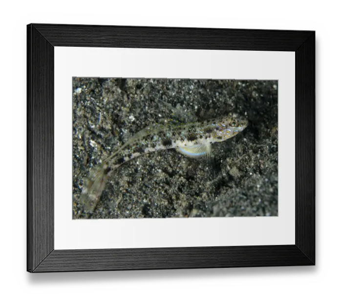 Framed Print : Yellowfoot Shrimpgoby (Vanderhorstia phaeosticta) adult, resting on black sand, Lembeh Straits, Sulawesi Framed Print : Yellowfoot Shrimpgoby (Vanderhorstia phaeosticta) adult, resting on black sand, Lembeh Straits, Sulawesi
