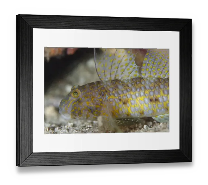 Framed Print : Akihitos Goby (Exyrias akihito) adult, with extended fins, Lembeh Straits, Sulawesi, Sunda Islands, Indonesia, January Framed Print : Akihitos Goby (Exyrias akihito) adult, with extended fins, Lembeh Straits, Sulawesi, Sunda Islands, Indonesia, January