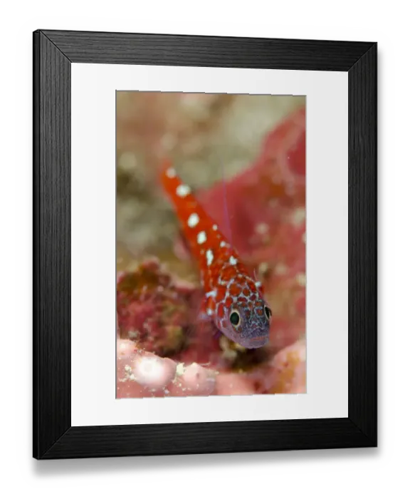 Framed Print : Naudes Rubble Dwarfgoby (Trimma naudei) adult, Lembeh Straits, Sulawesi, Sunda Islands, Indonesia, February