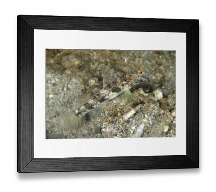 Framed Print : Monster Shrimpgoby (Tomiyamichthys oni) adult, at burrow entrance, Lembeh Straits, Sulawesi, Sunda Islands, Indonesia Framed Print : Monster Shrimpgoby (Tomiyamichthys oni) adult, at burrow entrance, Lembeh Straits, Sulawesi, Sunda Islands, Indonesia